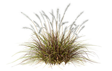 Landscaping white feather overgrown grass cut out backgrounds 3d illustration png