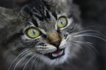close up of a cat