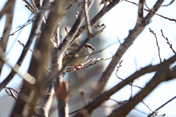 枝にとまった可愛いすずめ