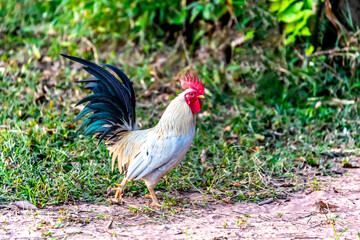 Rooster with black tail, neck white and red cockscomb against on green grass