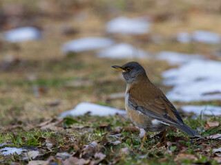 残雪の原のシロハラ