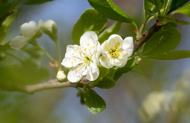 Flowers on a plum tree in spring.