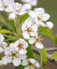 Flowers on the branches of a pear tree in spring.