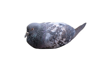 pigeons isolated on white background. PNG