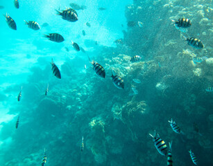 Fish swim in the Red Sea.