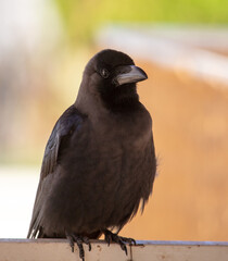 Portrait of a black crow.