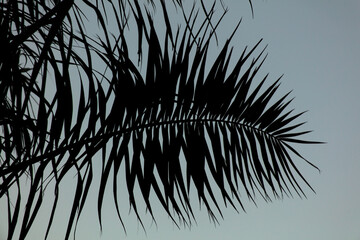 Black silhouettes of palm trees on the background of the sunset.