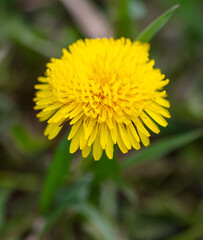 Yellow dandelion in the grass in spring.