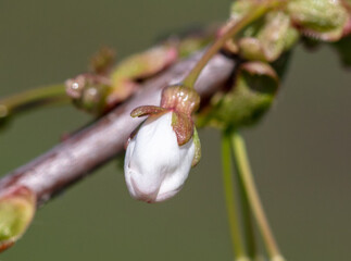 Flowers on branches of cherry in spring.