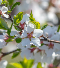 Flowers on branches of cherry in spring.