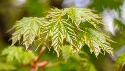 Naklejka premium Young leaves on a maple tree in spring.