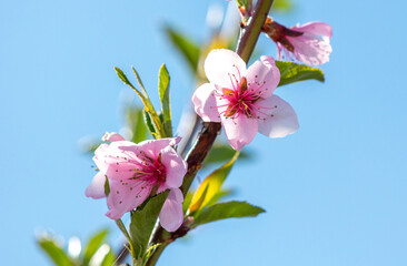 Flowers on a peach against a blue sky in spring.