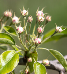 Obraz na płótnie Canvas Opening flowers on a pear tree in spring.
