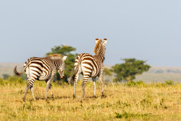 Fototapeta premium Zebras walking on the African savannah in Masai Mara National Reserve