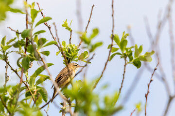 Sedge warbler located on a branch in a tree