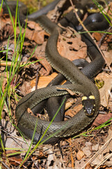 Grass snakes basking to raise their body temperature