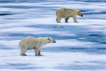 Polar bears the ice in the arctic