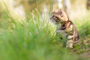 Katze, Britisch Kurzhaar Kätzchen sitzen auf grüner Wiese im Frühling