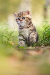 Naklejka na ściany i meble Katze, Britisch Kurzhaar Kätzchen sitzen auf grüner Wiese im Frühling, spielt im Garten