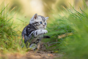 Katze, Britisch Kurzhaar Kätzchen sitzen auf grüner Wiese im Frühling, Garten
