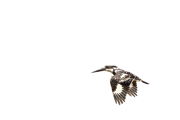 Pied kingfisher bird flying isolated on transparent background png file
