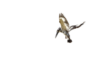 Fototapeta premium Pied kingfisher bird flying isolated on transparent background png file