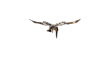 Pied kingfisher bird flying isolated on transparent background png file