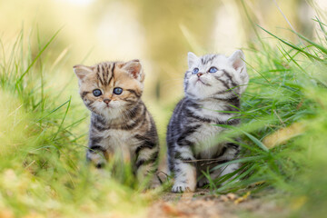 Katze, Britisch Kurzhaar Kätzchen sitzen auf grüner Wiese im Frühling
