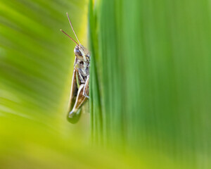 Grasshopper sitting on a palm