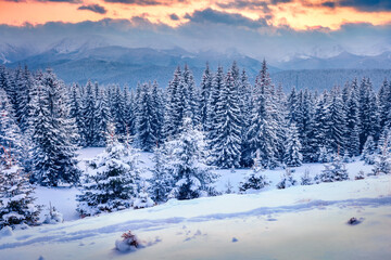 Fototapeta na wymiar Trekking in winter forest. Dramatic sunset in mountain woodland. Picturesque outdoor scene of Carpathian mountains. Beauty of nature concept background.
