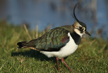 A Lapwing, Vanellus vanellus, feeding in a meadow at the edge of water in winter.