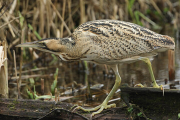 A rare hunting Bittern, Botaurus stellaris, walking across a dead tree trunk in the water to another part of the reedbed growing at the edge of a lake.
