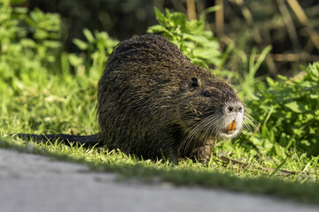 nutria in the grass