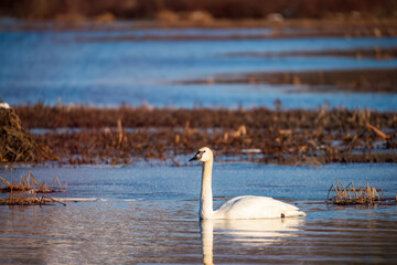 Swan On The Pond