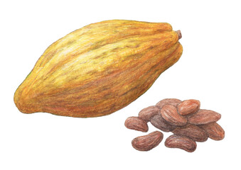 カカオ(カカオポッド）水彩色鉛筆アナログイラスト