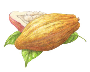 カカオ(カカオポッド）水彩色鉛筆アナログイラスト