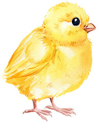 Beautiful chick on an isolated white background. watercolor illustration, cute chickenт hand drawing © Hanna