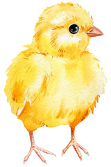 Beautiful chick on an isolated white background. watercolor illustration, cute chickenт hand drawing © Hanna