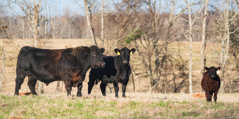 Black Angus bull, cow and calf © jackienix