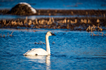 Swan On The Pond