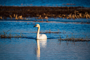 swan on the lake