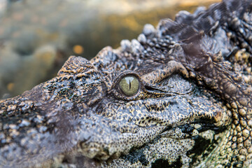 the view of the crocodile head