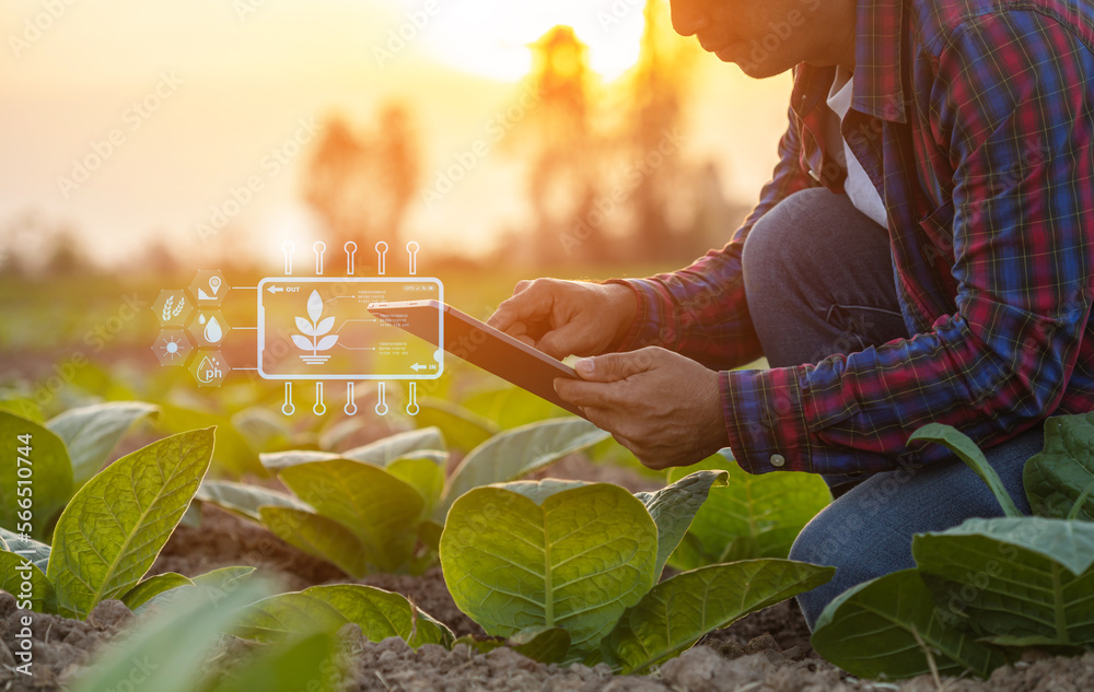 Canvas Prints farmer working in the tobacco field. man is examining and using digital tablet to management, planni