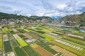 Fototapeta na wymiar Aerial of the strawberry farm in the town of La Trinidad, Benguet, Philippines.