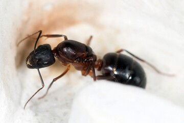 Gyne Camponotus barbaricus