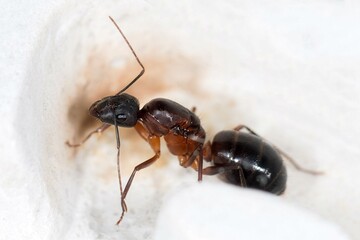 Gyne Camponotus barbaricus