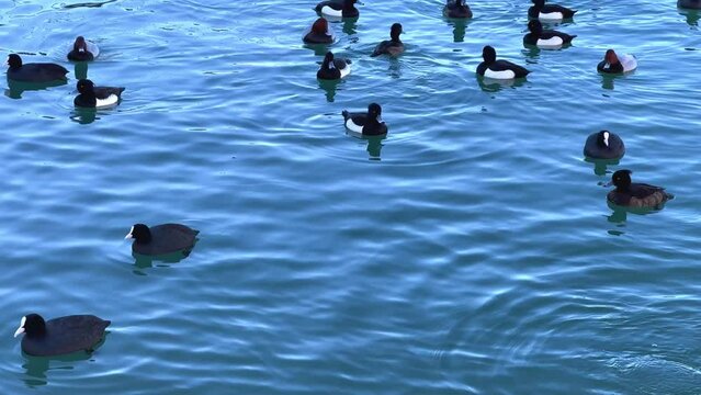 SOCHI, RUSSIA - JANUARY 2023: Ducks living near the commercial sea port of Sochi. Marina for the Marine Passenger Terminal. A seaport on the Black Sea. Ducks swim in seawater.