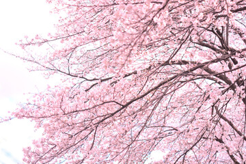 ピンクの満開の桜