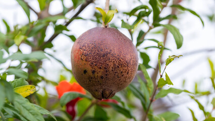 Little pomegranate on branch. Small pomegranate fruit on a green twig. uncommon little pomegranate fruit in nature