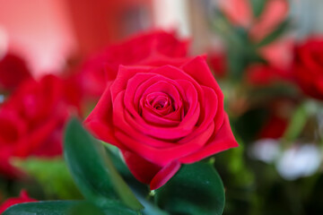 red rose